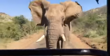 Watch This Elephant Chase Arnold Schwarzenegger’s Safari Vehicle