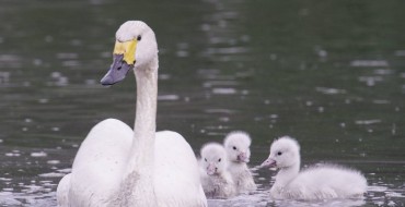 New Mitsubishi Expedition Will Follow Path of Migrating Swans