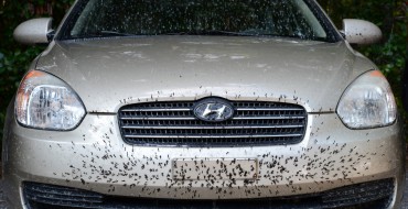 How to Remove Dead Bugs from Your Car’s Windshield