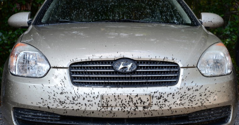 How to Remove Dead Bugs from Your Car’s Windshield