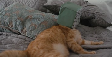 Ford Super Bowl Commercial: You Are a Cat with a Box Stuck on Its Head