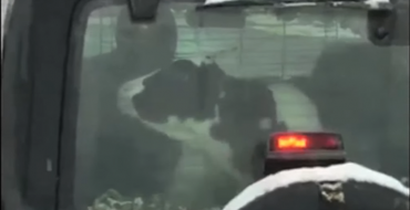 Michigan Resident Records Video of a Calf in the Back of a Jeep