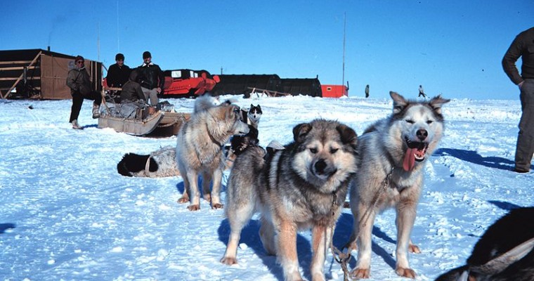 Team of Sled Dogs Drags Jeep Cherokee Out of the Snow in Alaska