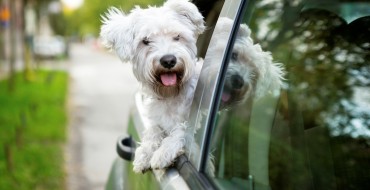 Why Do Dogs Stick Their Heads Out Car Windows & Is It Dangerous?