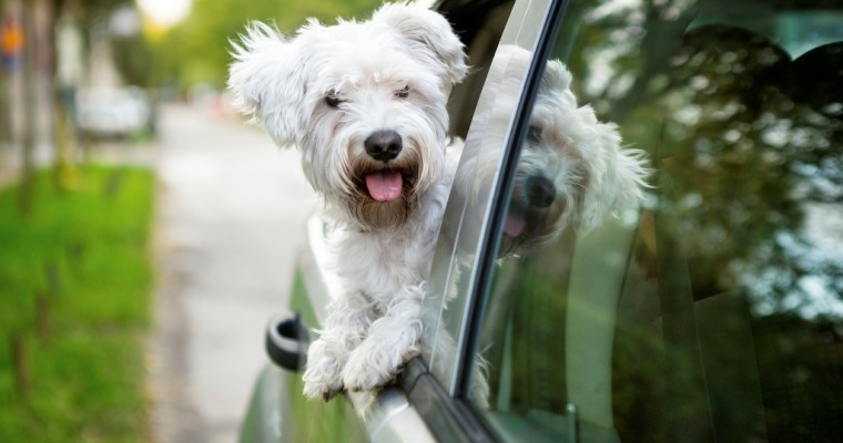 Why Do Dogs Stick Their Heads Out Car Windows & Is It Dangerous?