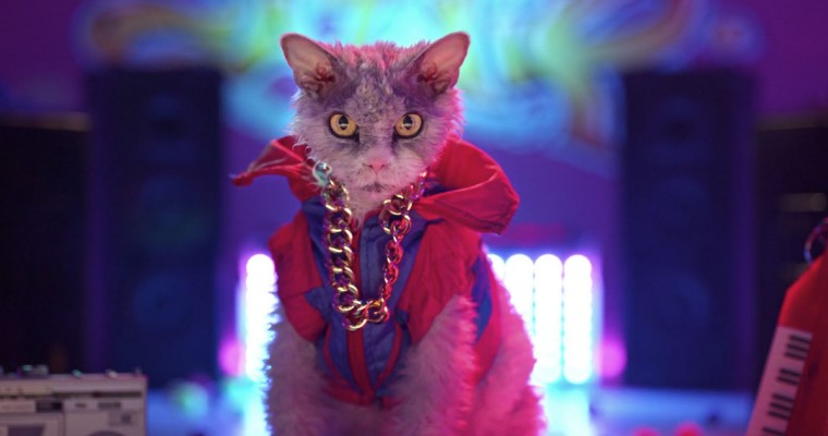 New Honda Ad Stars Pompous Albert, Which is a Famous Internet Cat, I Guess