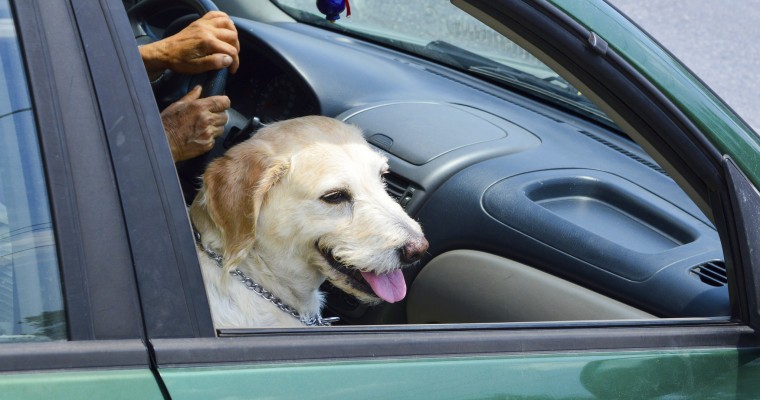 Human Habits that Put Canines at Risk in the Car