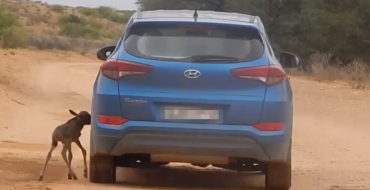 Baby Blue Wildebeest Mistakes Bright Blue Hyundai Tucson for Its Mom