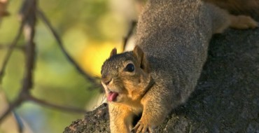 Good Samaritan Revives Squirrel That He Hit with His Car