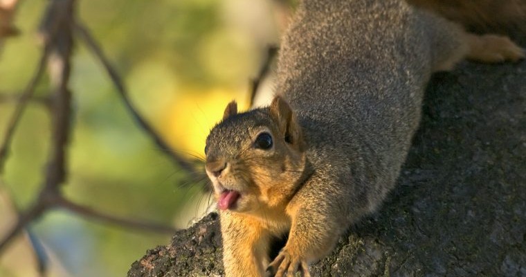 Lucky Squirrel Barely Avoids Getting Hit by BMW Vehicle at Nürburgring