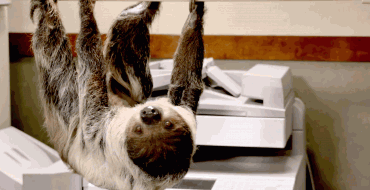 Disney Surprises People with a Real-Life “Zootopia” DMV Run by Sloths