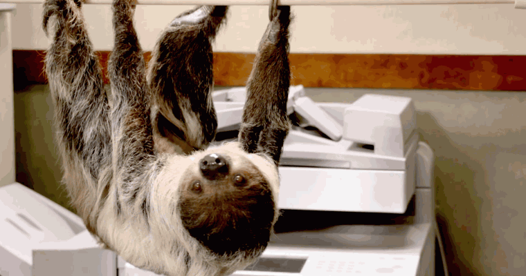 Disney Surprises People with a Real-Life “Zootopia” DMV Run by Sloths