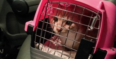How to Safely Transport Your Cat in the Car