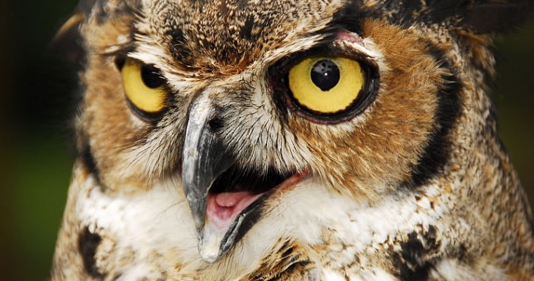 Great Horned Owl Gets “Owl” Up in an SUV’s Grille