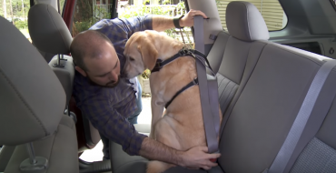 Year of the Dog 2018 and Canine Seatbelts
