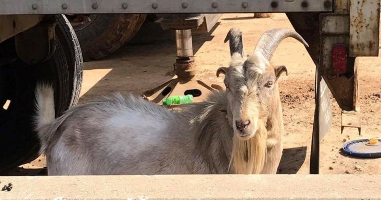 Highway Houdini: This Goat Is, Well, the G.O.A.T.