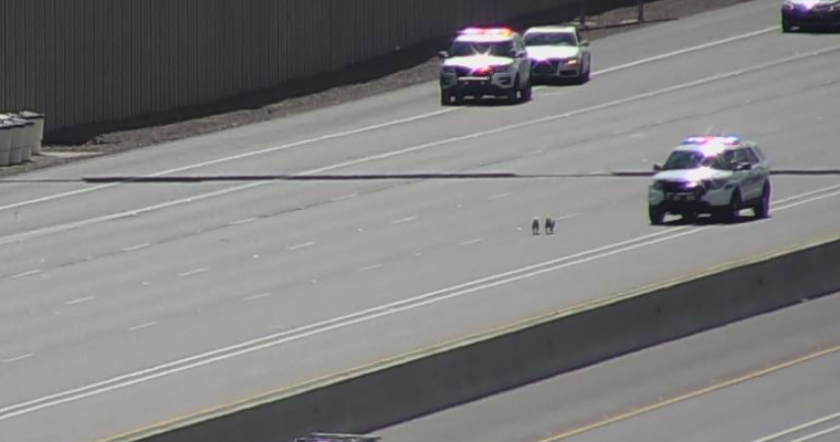 Two Fugitive Puppies Being Chased By Police Bring Traffic to a Standstill on I-17 in Phoenix