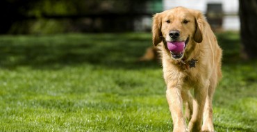 How to Keep Fido from Chasing After Your Wheels