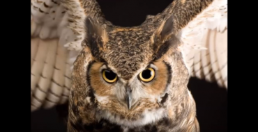 Good Samaritan in Arizona Tries to Help Owl, Gets Trapped in Car