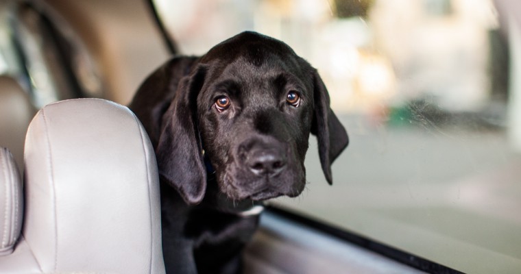 What to Do If You Find a Dog in a Hot Car