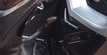 Virginia Woman Manages to Keep Her Cool WITH 2½-FOOT-LONG SNAKE AT LARGE IN HER CAR