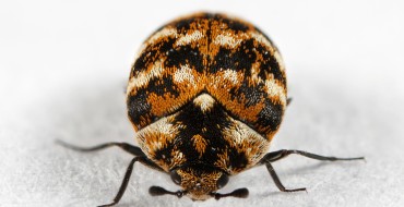 Lessons Learned Cleaning an Infestation of Carpet Beetles Out of My Car