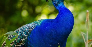 Pugnacious Peacocks Attack Luxury Vehicles in Surrey, B.C.