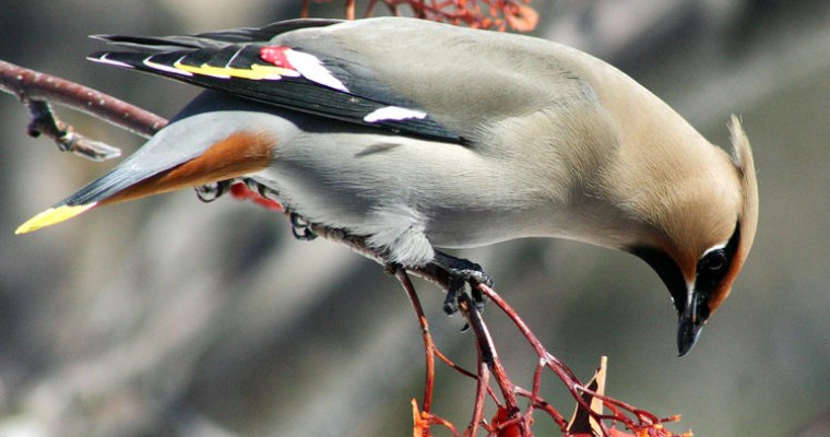 Drunk Birds in Minnesota Wreaking Havoc on Cars