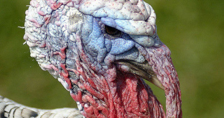 Lurking Turkey Pecks Cars in Missouri Neighborhood