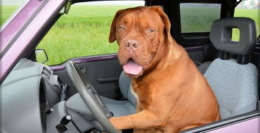 Florida Dog Takes Car for a Joyride