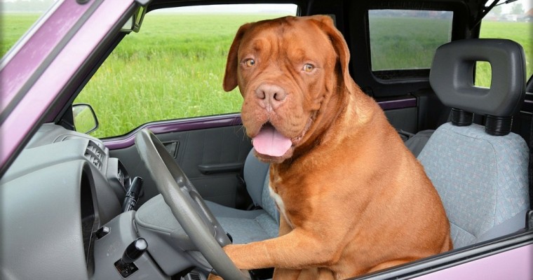 Florida Dog Takes Car for a Joyride