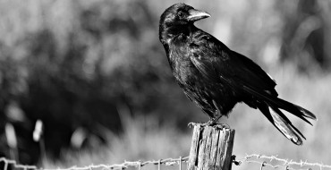 Criminal Crow Wreaks Havoc on Windshield Wipers in the UK