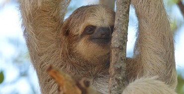 Celebrate International Sloth Day with Slow Driving