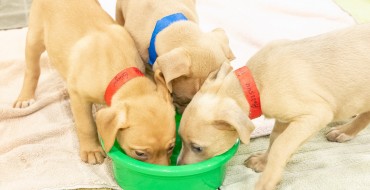 Subaru Finds Pets New Homes at L.A. Auto Show