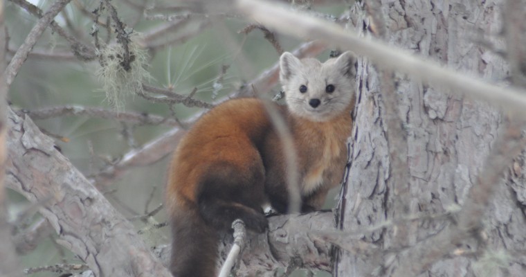 How to Protect Your Car from Marten Attacks