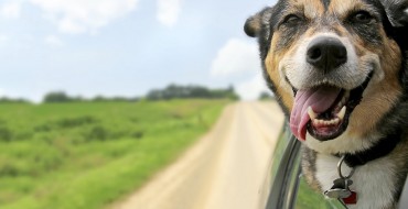 Speeding Dog Avoids Jail Time for Hit-and-Run