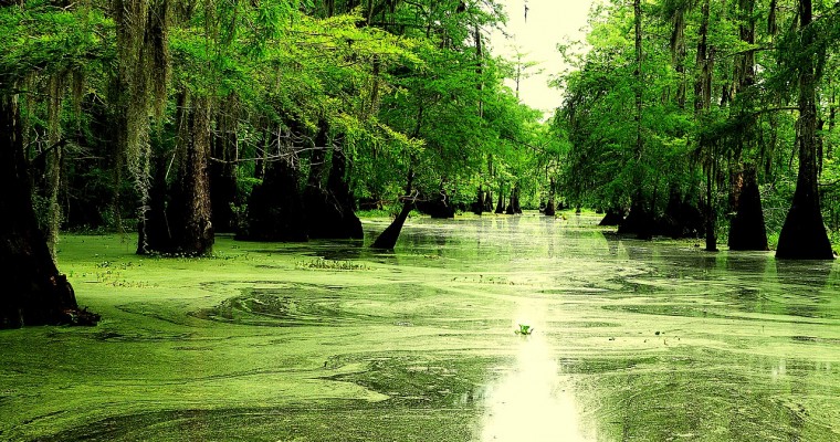 4 Breathtaking Scenic Drives in Louisiana