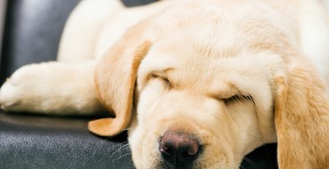 Tips for Driving Your New Puppy Home