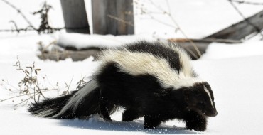 How to Remove Skunk Smell From Your Car