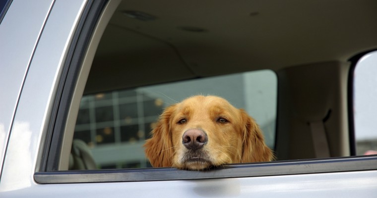 Tips to Help Your Dog Love Car Rides