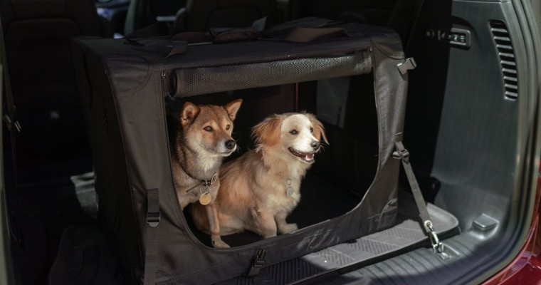 Jeep Wrangler and Chrysler Pacifica Are Best for Dog Lovers