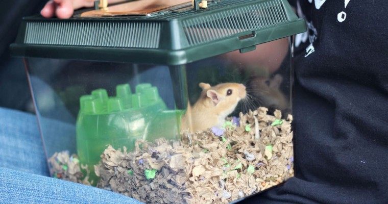 Tips for Transporting Your Hamster in the Car Without Traumatizing It