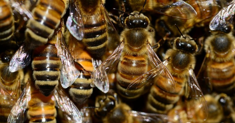 How to Protect Your Car From Bees and Wasps