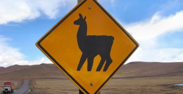 Oregon State Trooper Helps Llamas Loose on the Highway