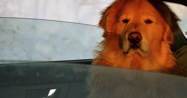 Helping Your Dog Deal With Car Ride Anxiety