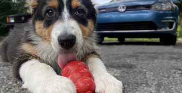 Did You Know? The KONG Dog Toy Was Inspired by a VW Part