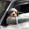 Learn how to prevent carsickness in dogs.