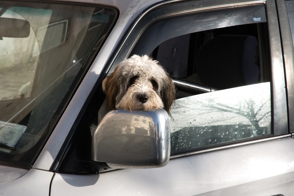 Learn how to prevent carsickness in dogs.