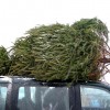 How to Transport Your Christmas Tree