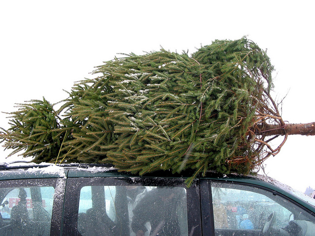 How to Transport Your Christmas Tree